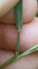 Muhlenbergia sylvatica