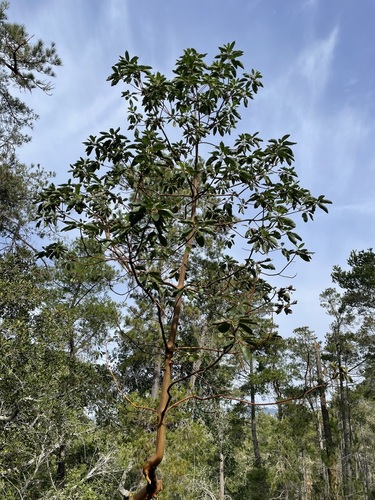 Arbutus menziesii