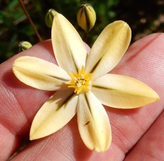 Triteleia ixioides scabra
