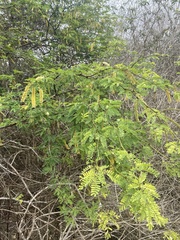 Prosopis pallida