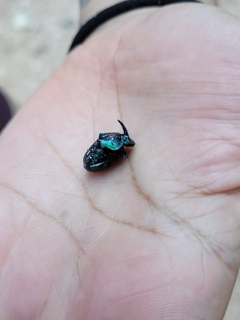 Phanaeus furiosus