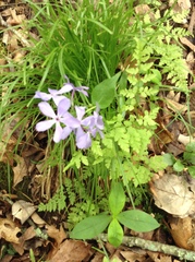 Phlox divaricata laphamii