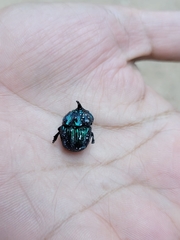Phanaeus furiosus