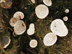 Poronia punctata