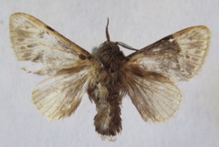 Podalia thanatos