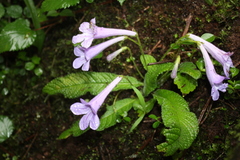 Streptocarpus cyaneus