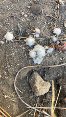 Psilocarphus brevissimus