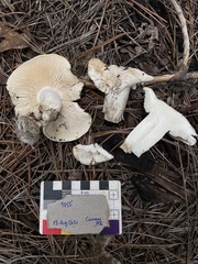 Tricholoma smithii