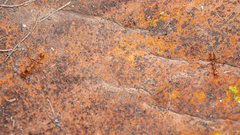 Myrmaplata plataleoides