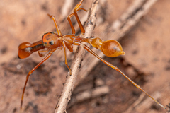 Myrmaplata plataleoides