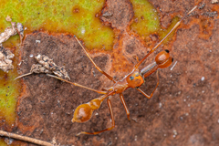 Myrmaplata plataleoides