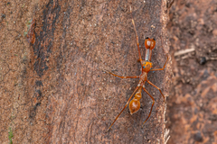 Myrmaplata plataleoides