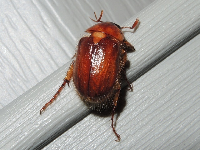 Southern Masked Chafer in July 2020 by privatenoaccess · iNaturalist