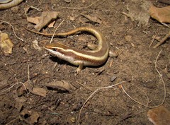 Trachylepis striata
