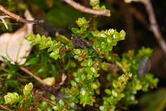 Disterigma humboldtii