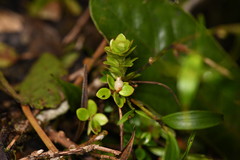 Disterigma humboldtii