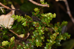 Disterigma humboldtii