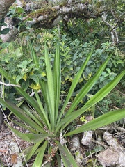 Furcraea hexapetala