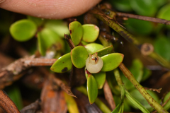 Disterigma humboldtii