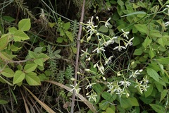 Periploca