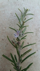 Salvia rosmarinus