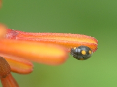 Coccinellidae
