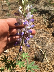 Lupinus neomexicanus