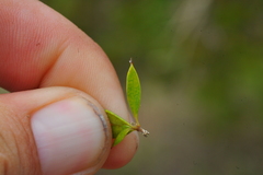 Bonellia brevifolia