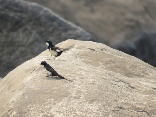 Black-collared Swallow (Pygochelidon melanoleuca), photo 10