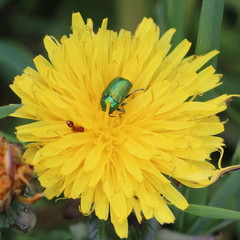Cryptocephalus aureolus