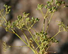 Anginon fruticosum