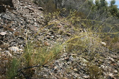 Anginon fruticosum