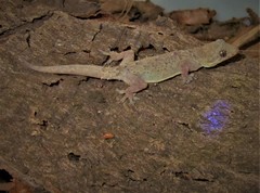Hemidactylus mabouia