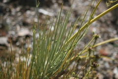 Anginon fruticosum