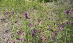 Astragalus davuricus