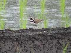 Charadrius dubius