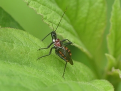 Reduviidae
