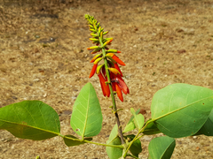 Erythrina senegalensis image