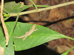 Lygodactylus capensis
