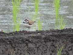 Charadrius dubius