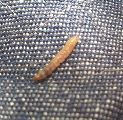 Lepidoptera