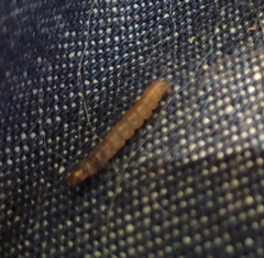 Lepidoptera