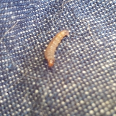 Lepidoptera