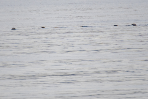 Harbor Seal photographed in New Hampshire