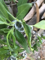 Asphondylia enceliae