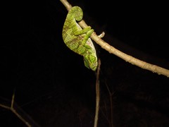 Chamaeleo dilepis