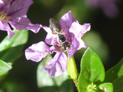 Anthophila