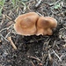Cortinarius pallidostriatus - Photo (c) Jonathan Frank, some rights reserved (CC BY-NC-ND), uploaded by Jonathan Frank