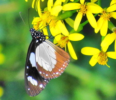 Amauris ochlea ochlea