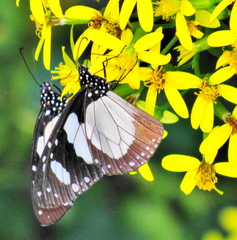 Amauris ochlea ochlea